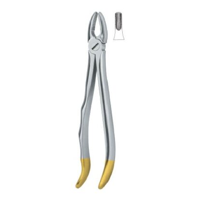 Incisors and cuspids 1