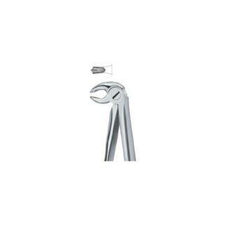 Molars 22