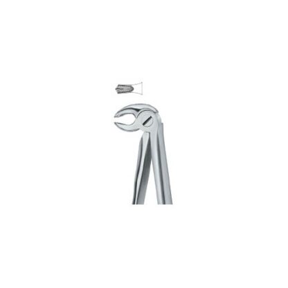 Molars 22
